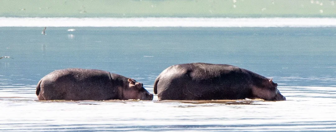 WS - Safari-9345.jpg