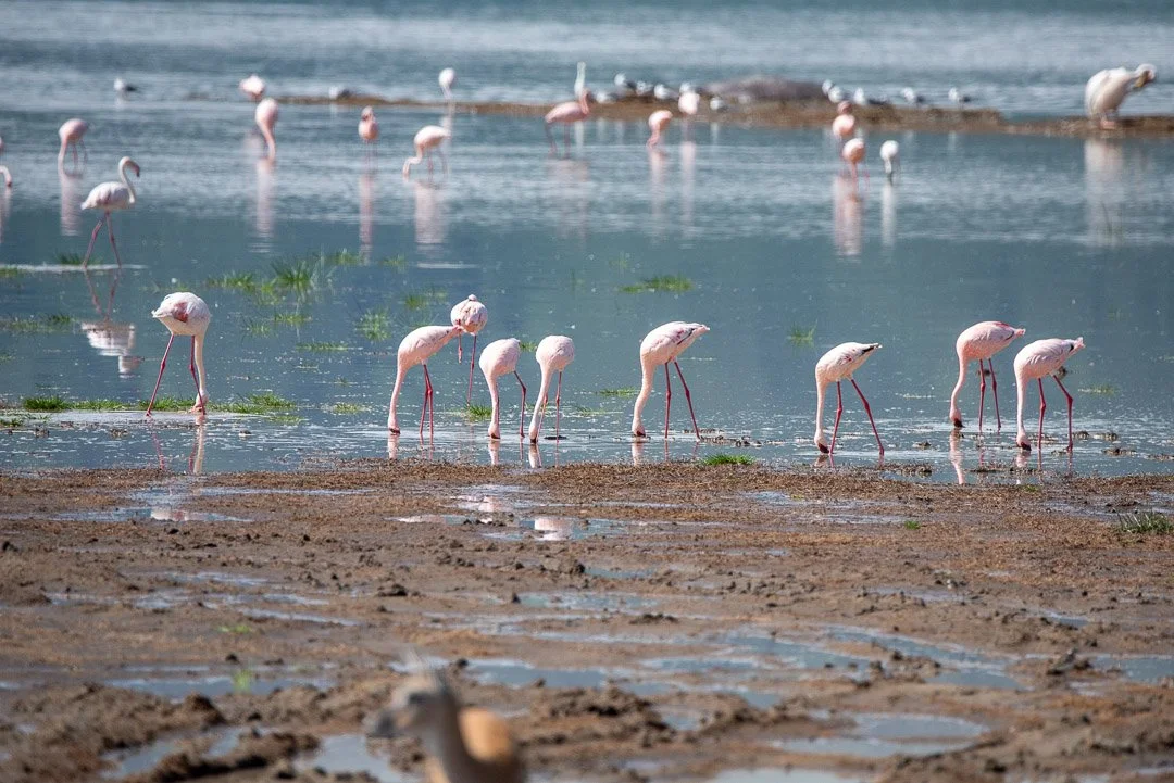 WS - Safari-9357.jpg