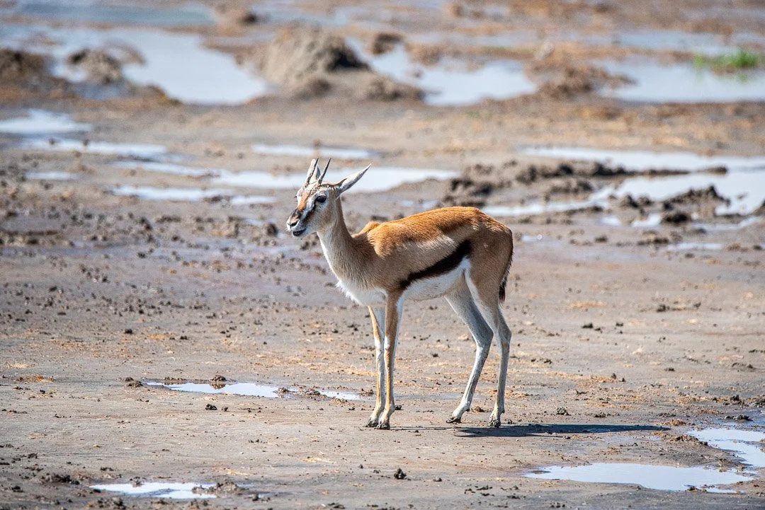 WS - Safari-9366.jpg