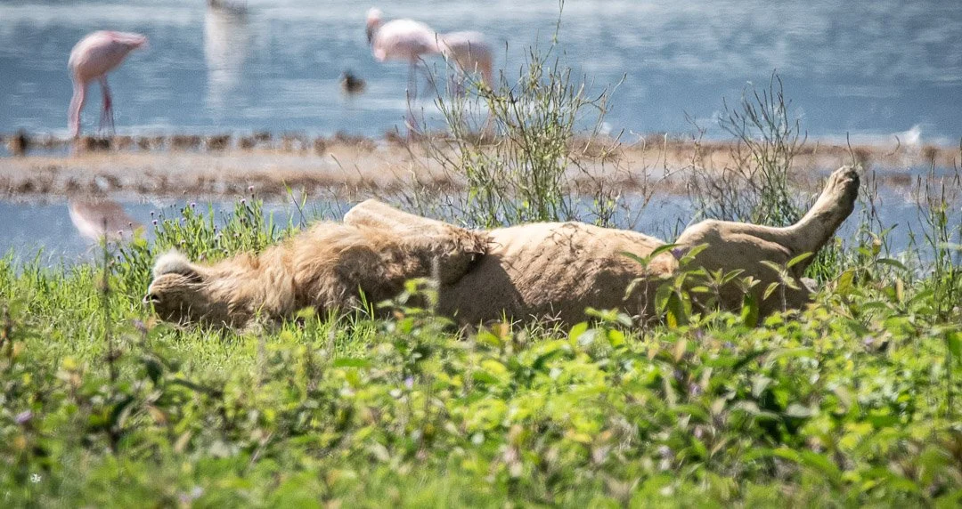 WS - Safari-9370.jpg