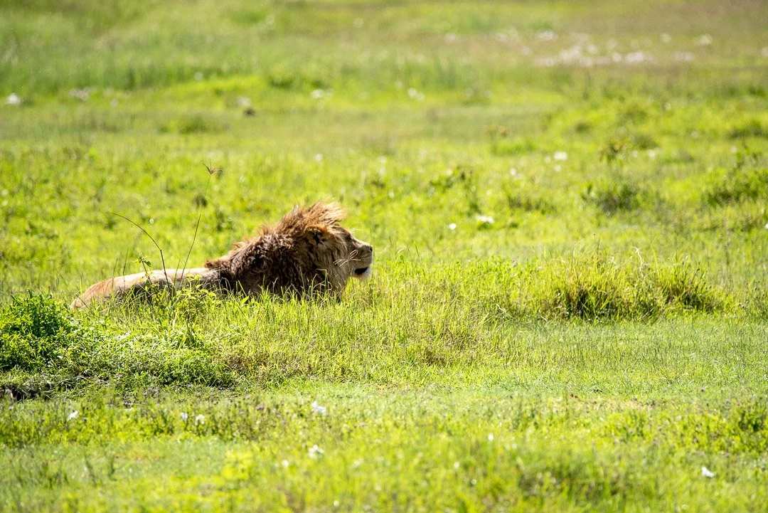 WS - Safari-9373.jpg