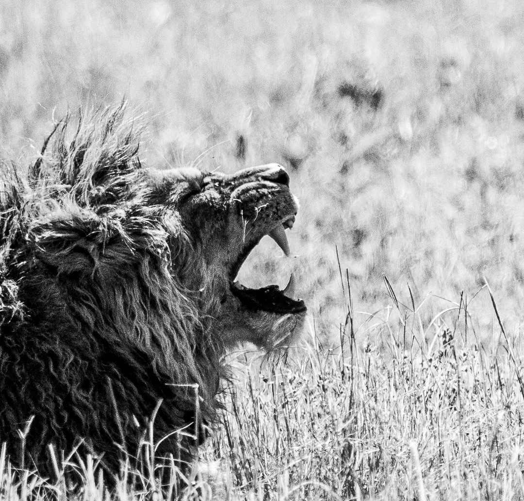 WS - Safari-9396.jpg