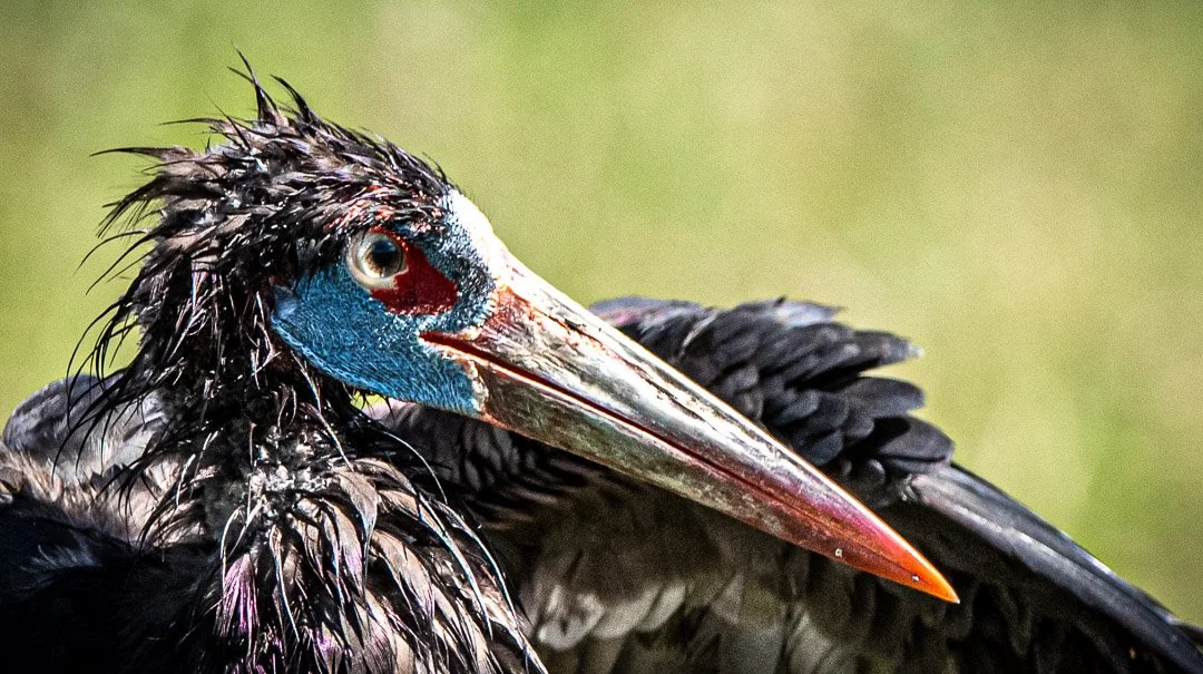 WS - Safari-9429.jpg