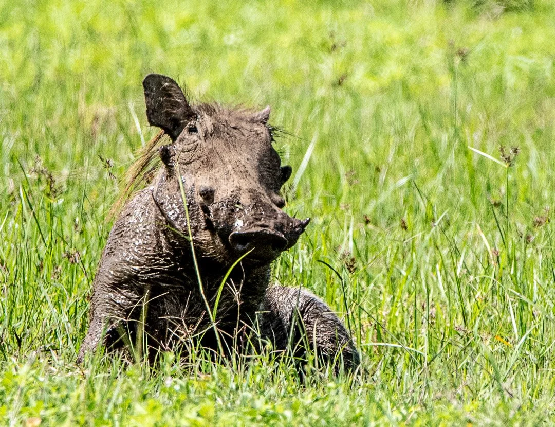 WS - Safari-9464.jpg