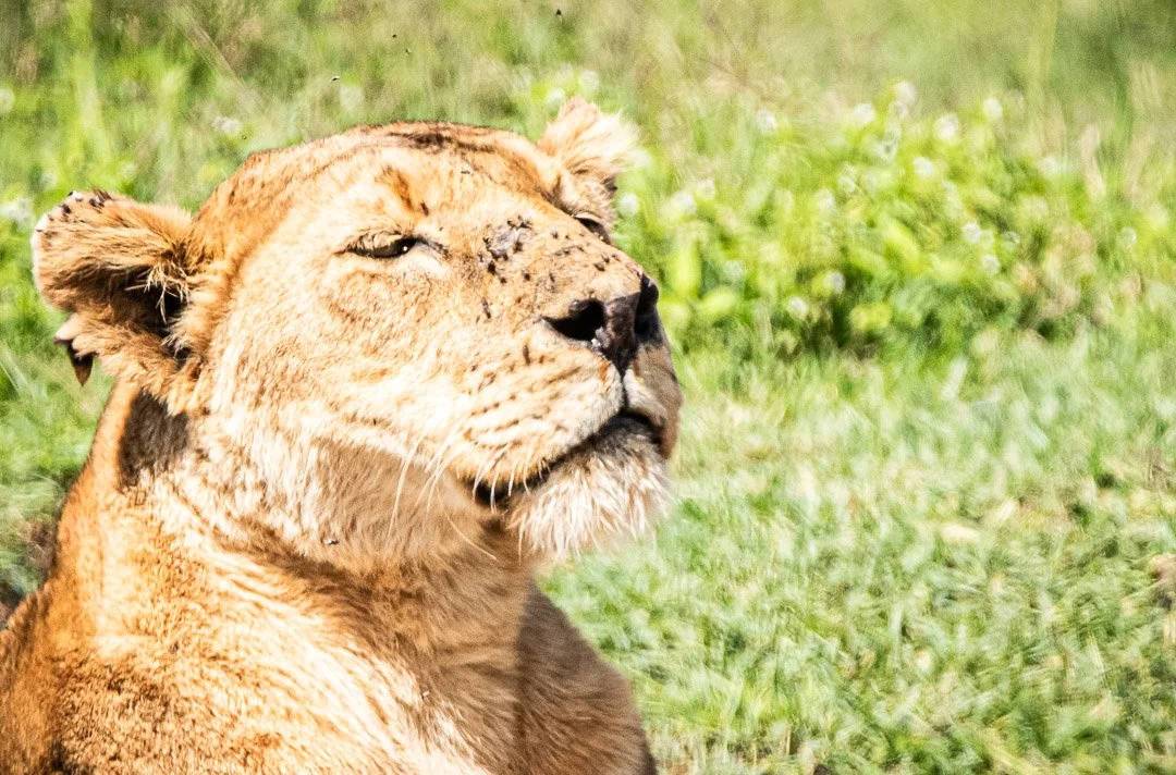 WS - Safari-9477.jpg