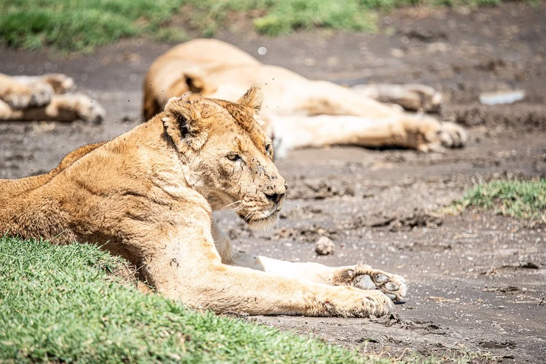 WS - Safari-9490.jpg