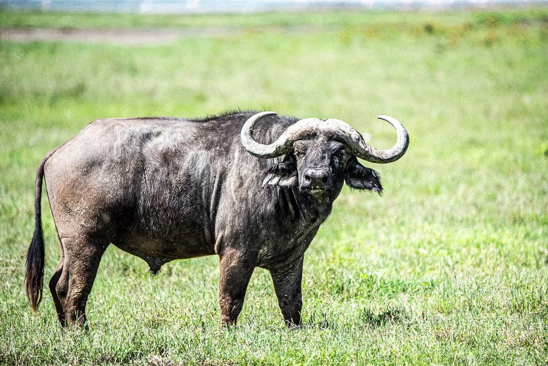 WS - Safari-9505.jpg