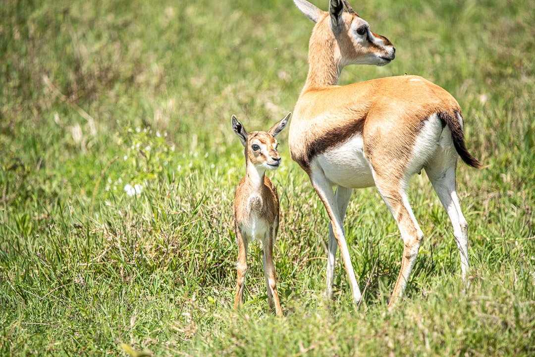 WS - Safari-9509.jpg