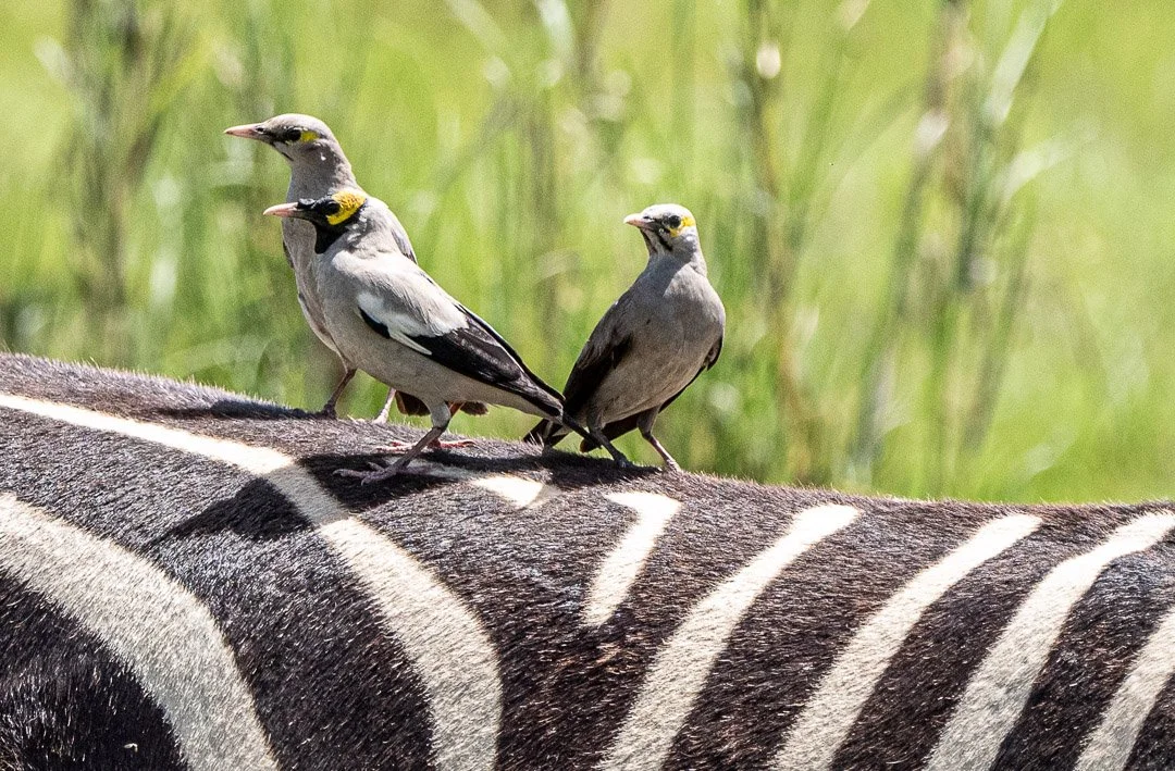 WS - Safari-9522.jpg