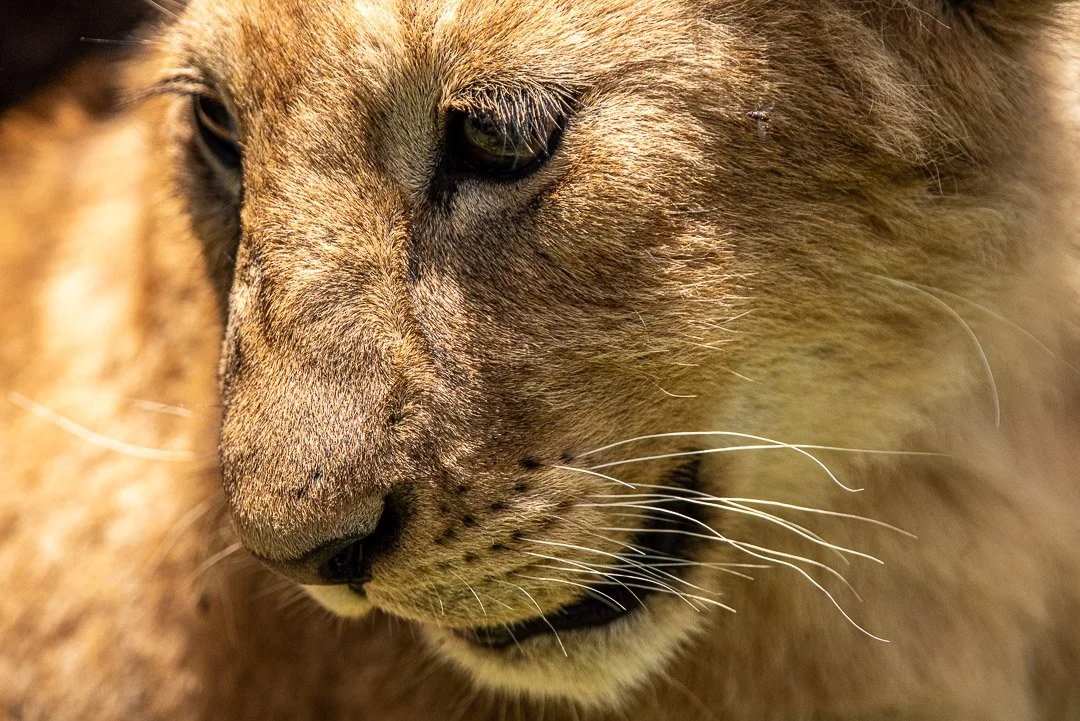 WS - Safari-9563.jpg