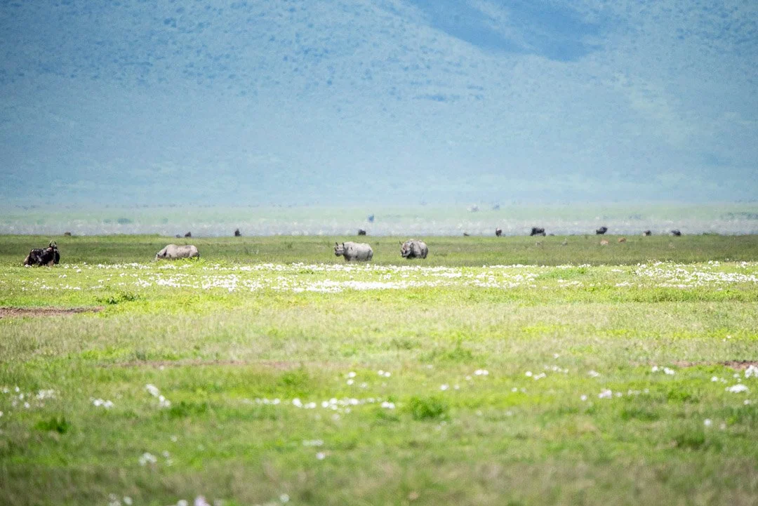 WS - Safari-9578.jpg