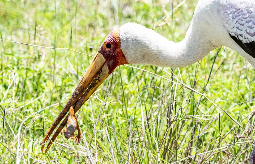 WS - Safari-9574.jpg