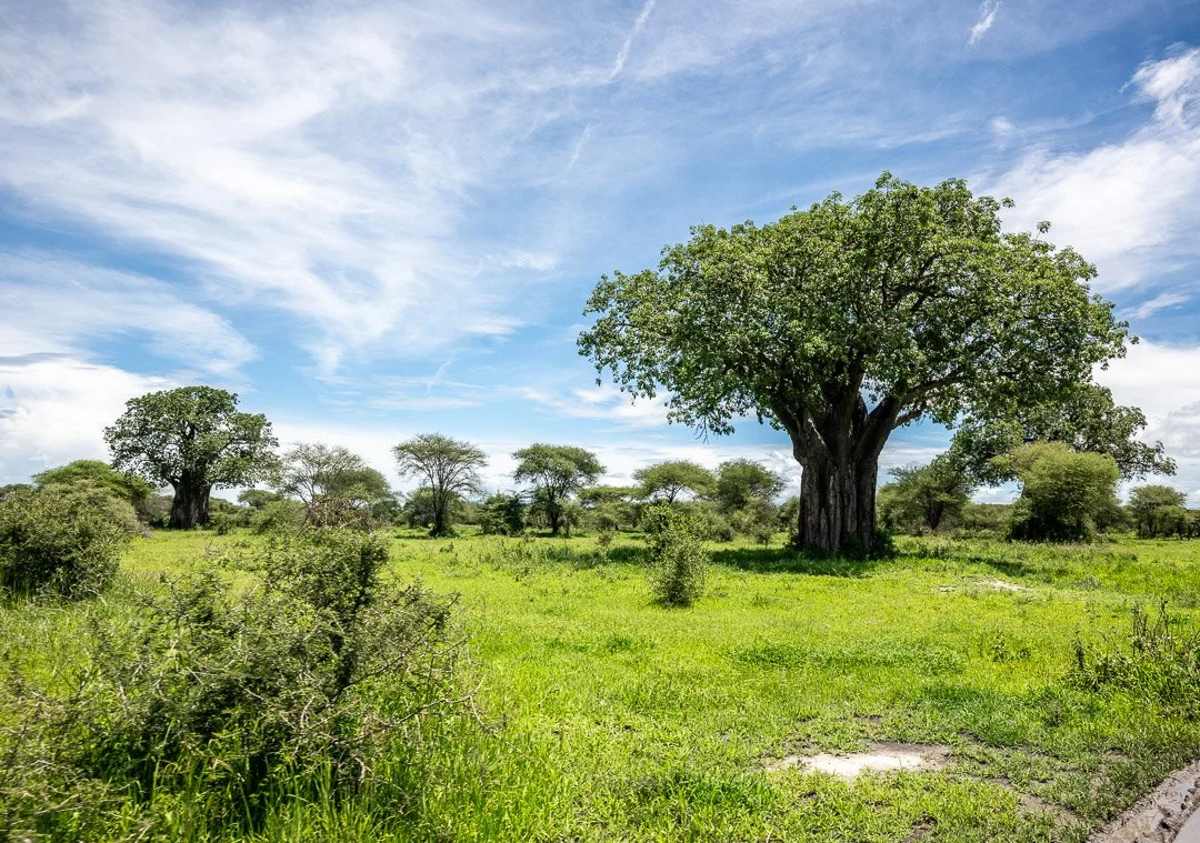 WS - Safari-8526.jpg