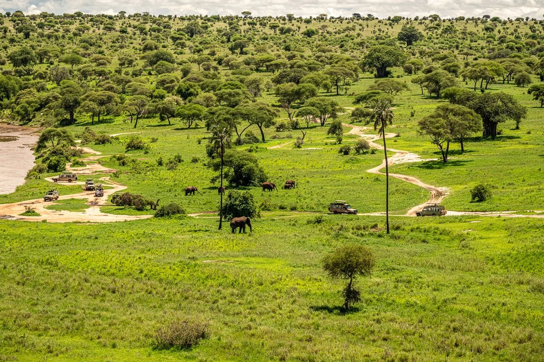 WS - Safari-8611.jpg