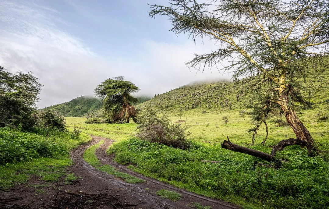 WS - Safari-8688.jpg