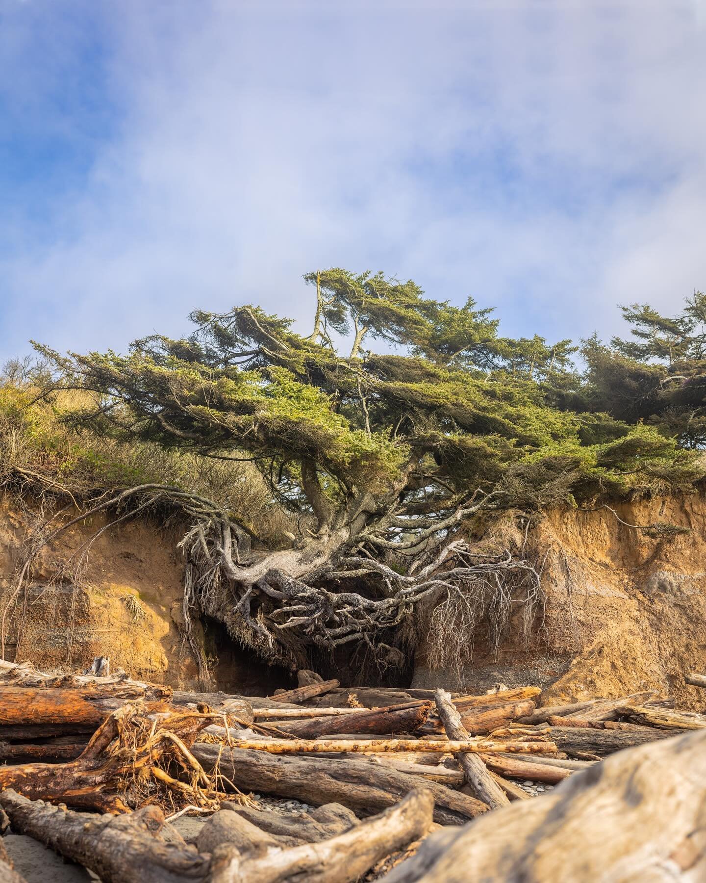 Back in 2022, I went to the Washington Coast to check out the Tree of Life, a place I wanted to see for the longest time, it was a partly cloudy day, something I had not seen on the coast just yet, as it tends to be under clouds most of the year. 

I