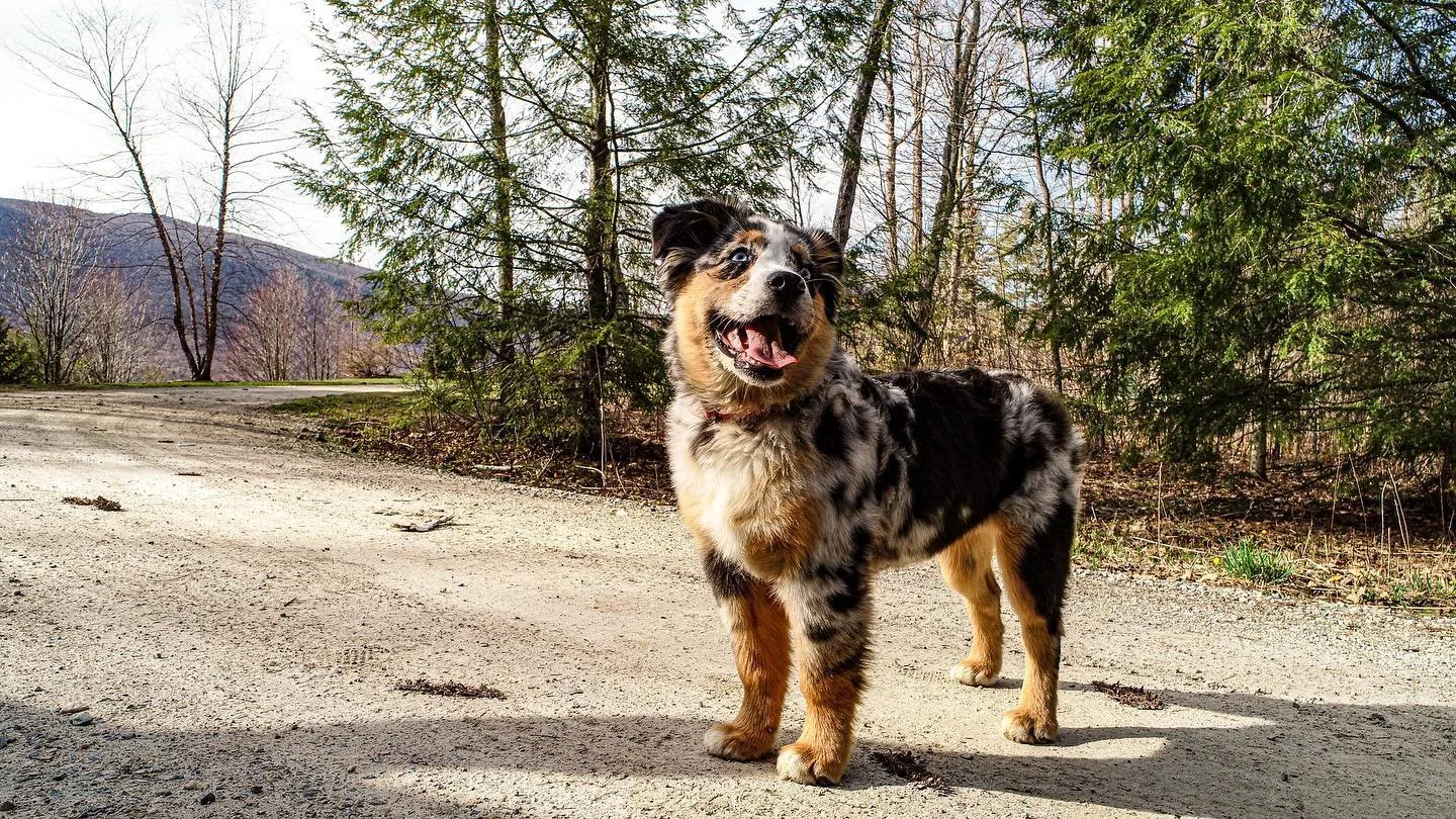 Site Visits with the Pup