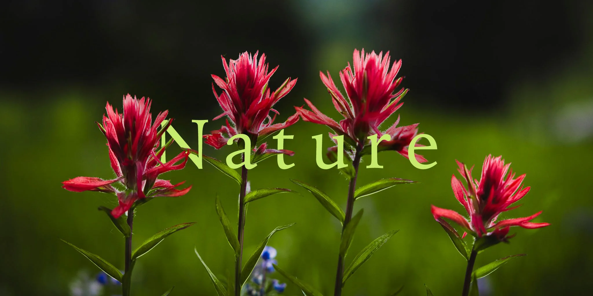 Nature-Header-Final copy.jpg