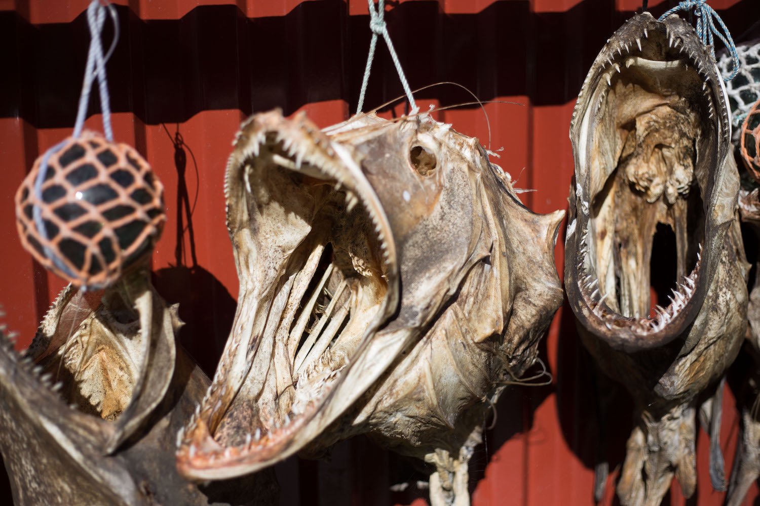 Dried_fish.jpg