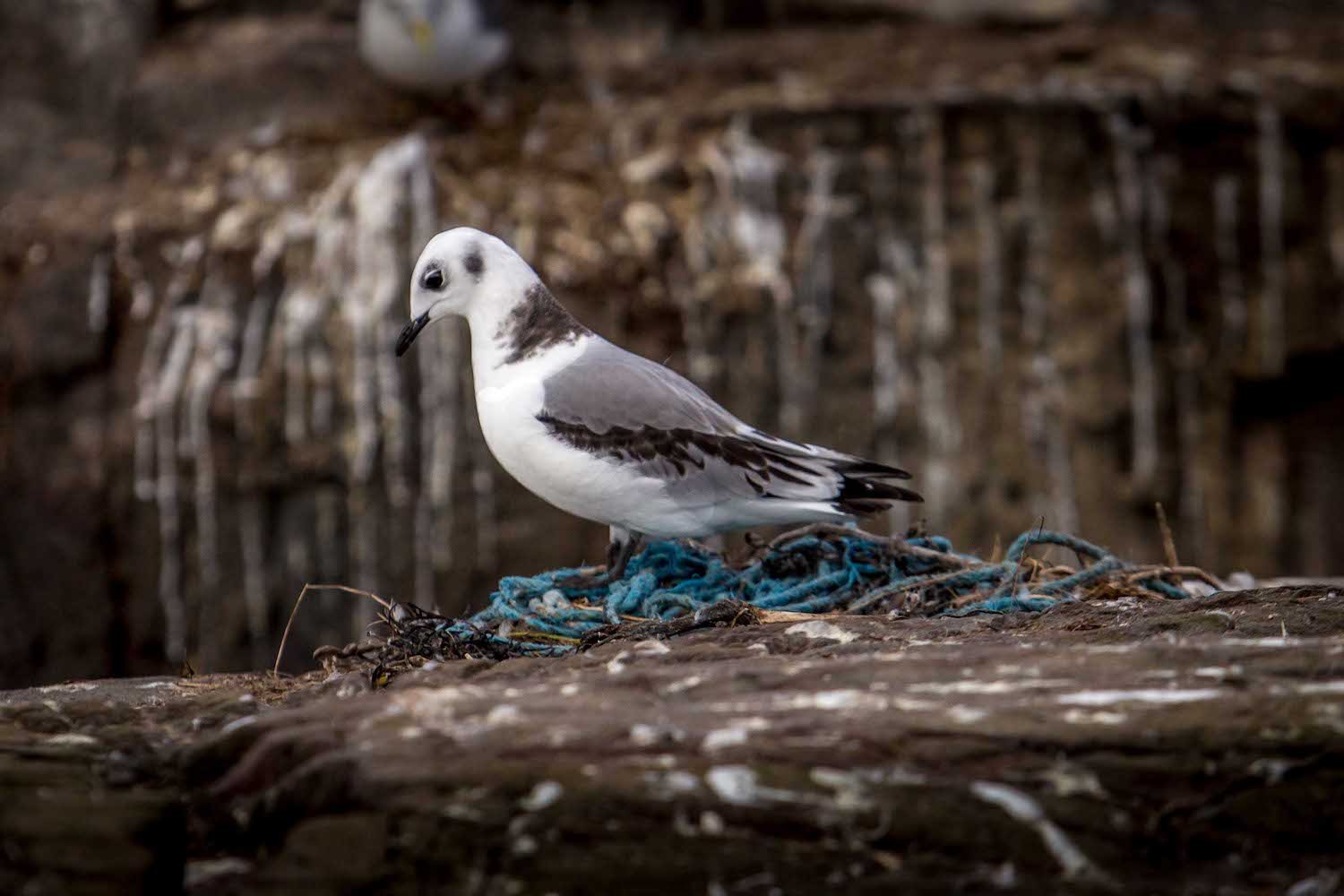 Marine_plastic_pollution.jpg