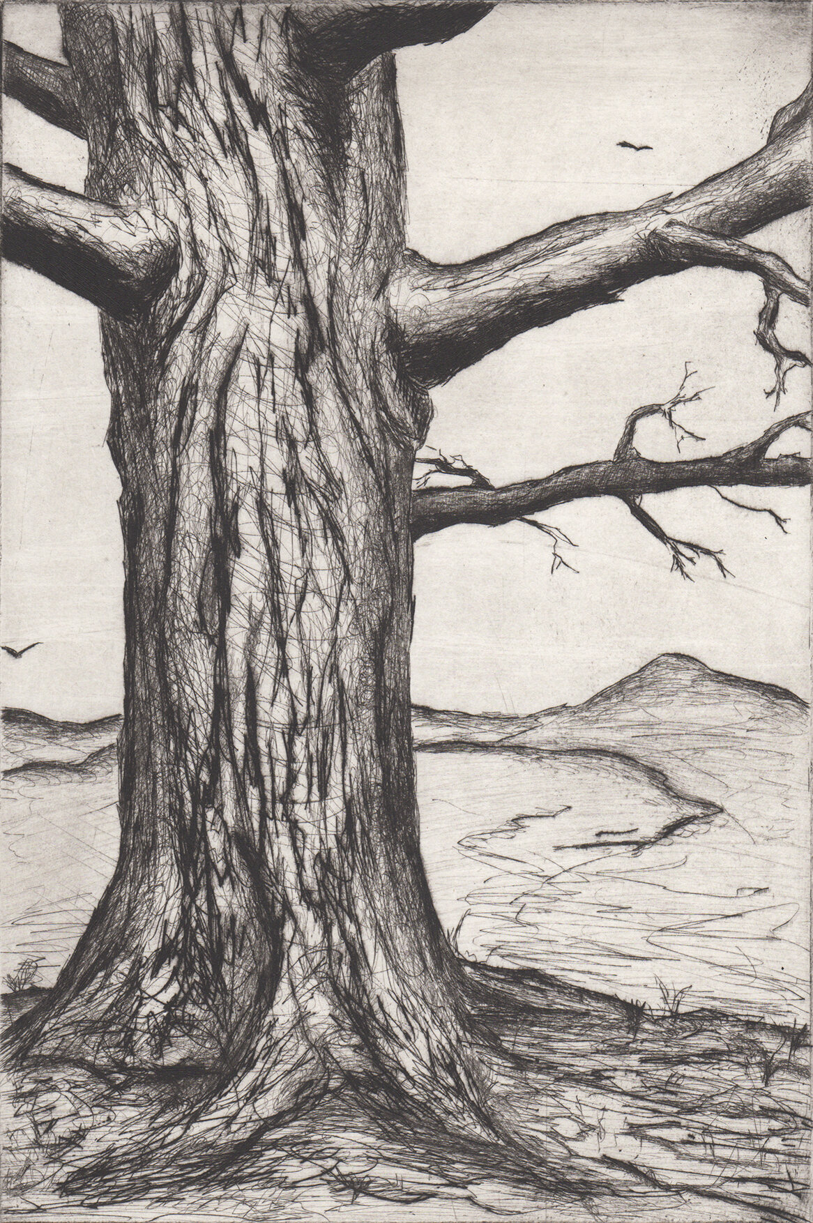 TREE ETCHING / PRINT EDITION NUMBER 5
