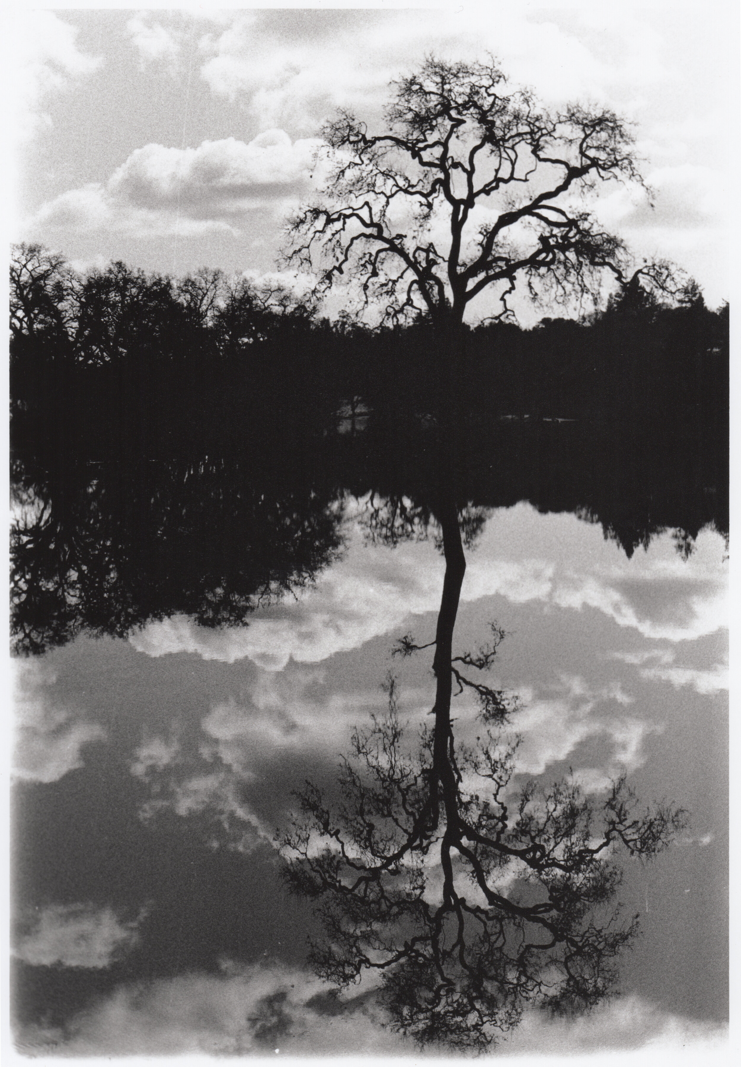 tree reflection.jpg
