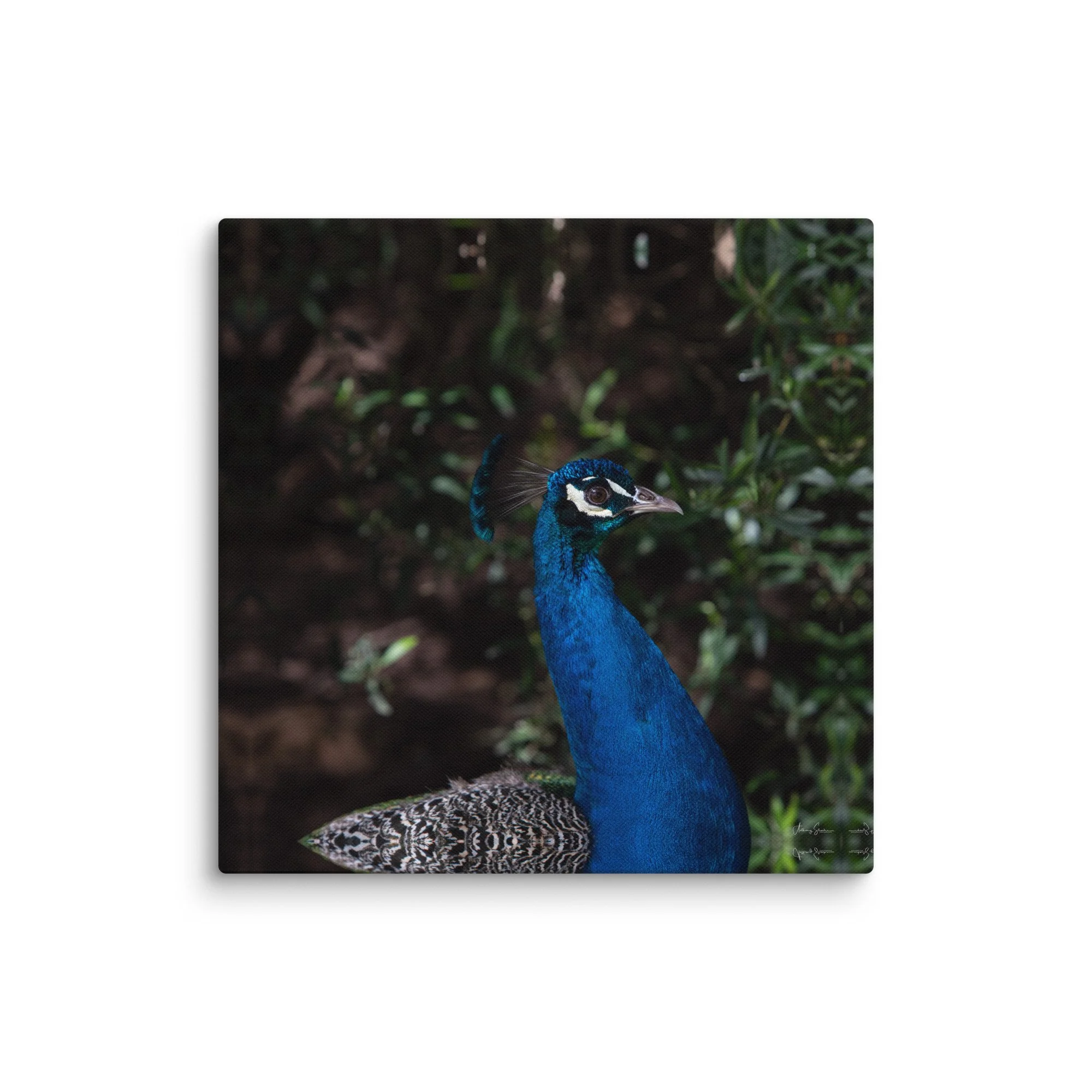 canvas-(in)-20x20-wall-6781fad13bd22.jpg