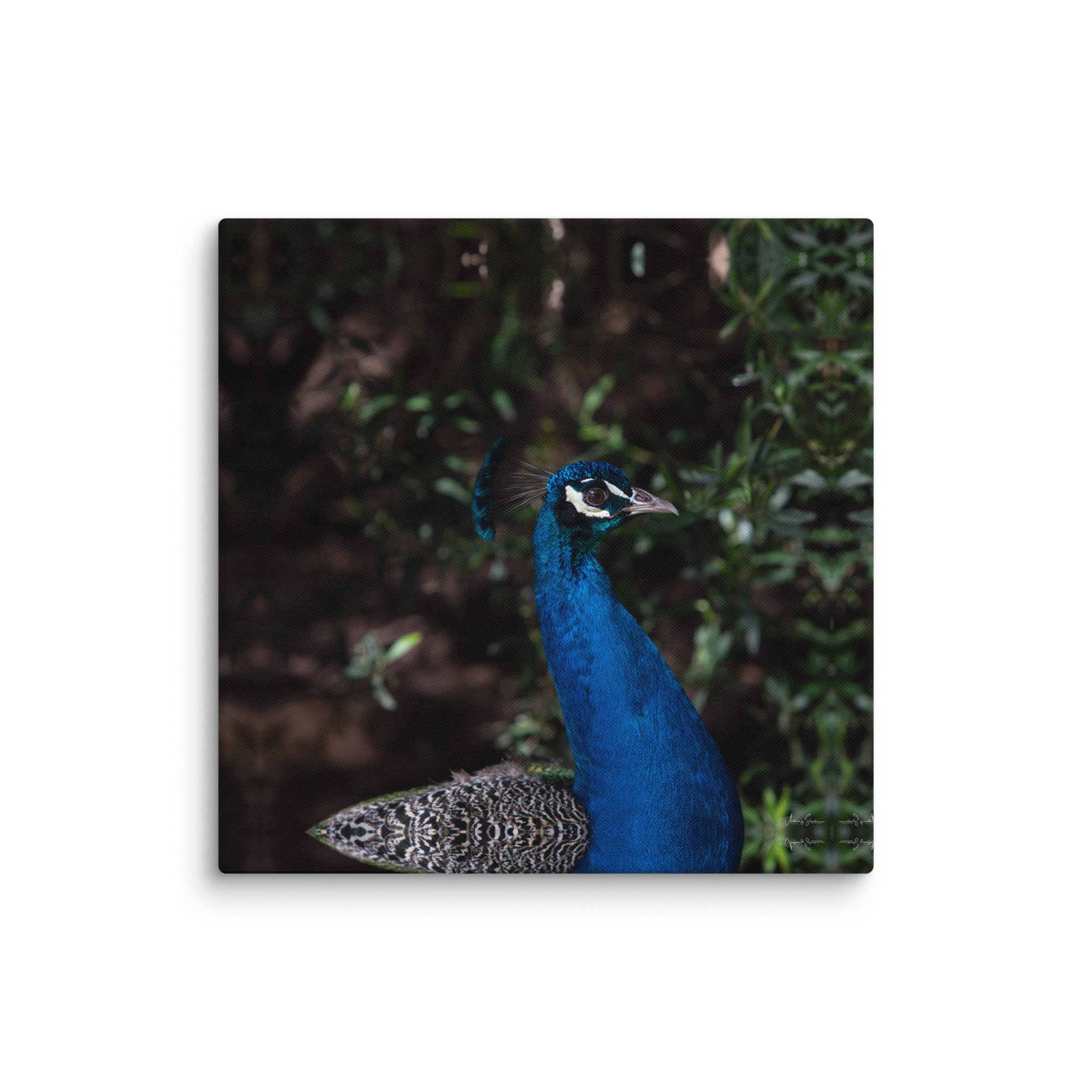 canvas-(in)-26x26-wall-6781fad13be3d.jpg