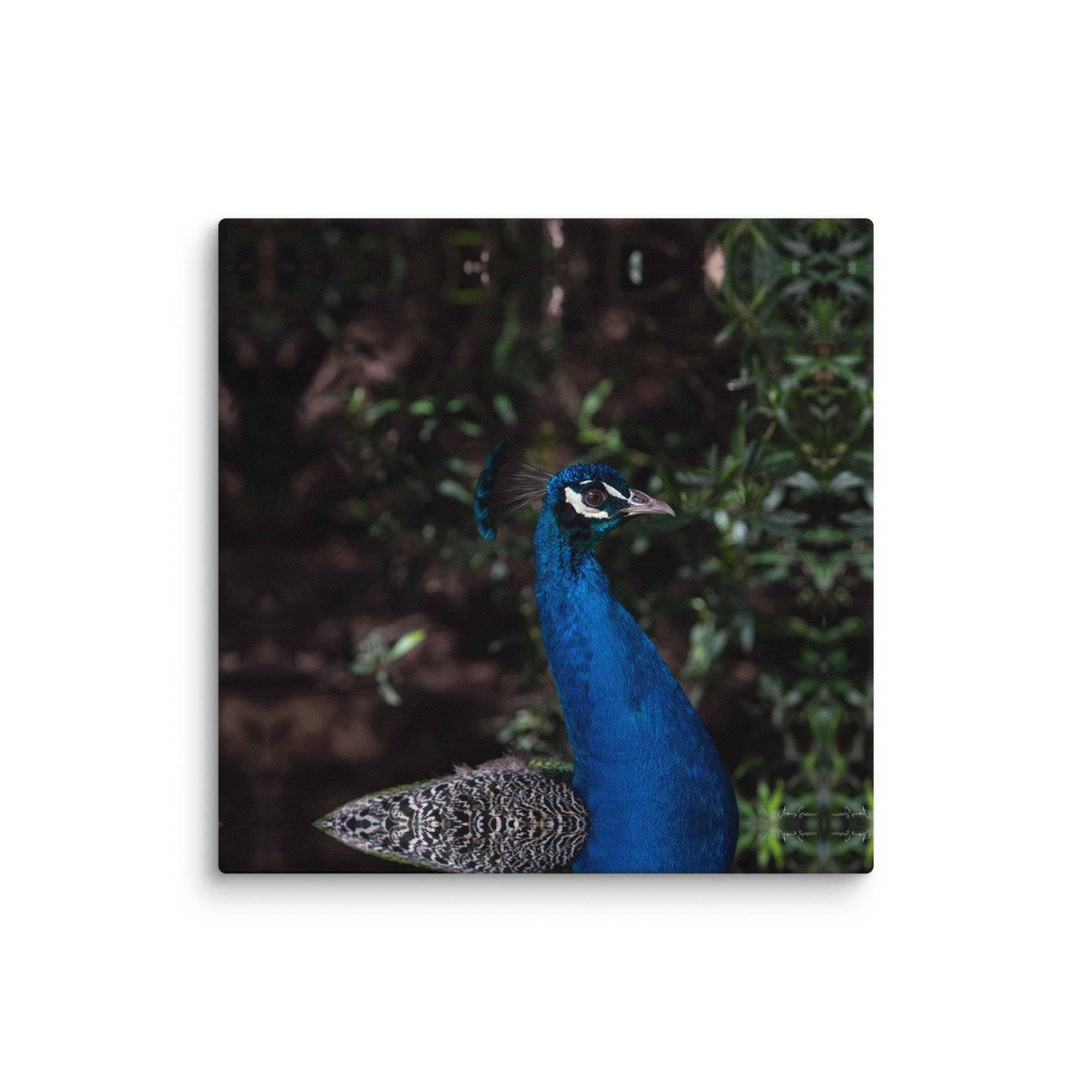canvas-(in)-36x36-wall-6781fad13c068.jpg