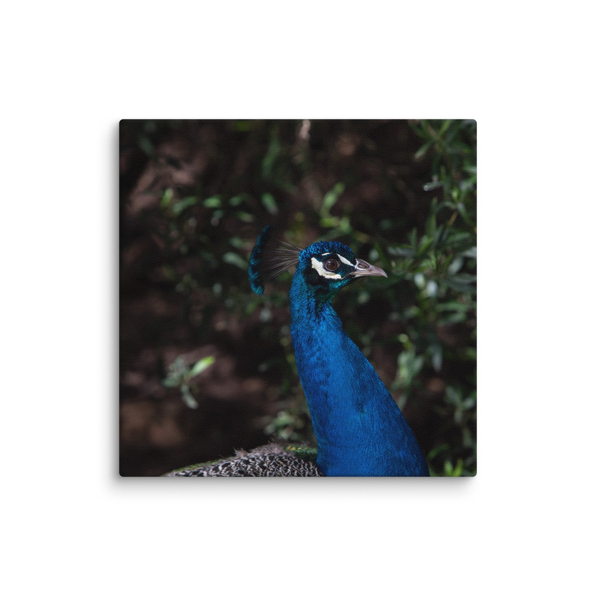 canvas-(in)-8x8-wall-6781fad13c0fb.jpg