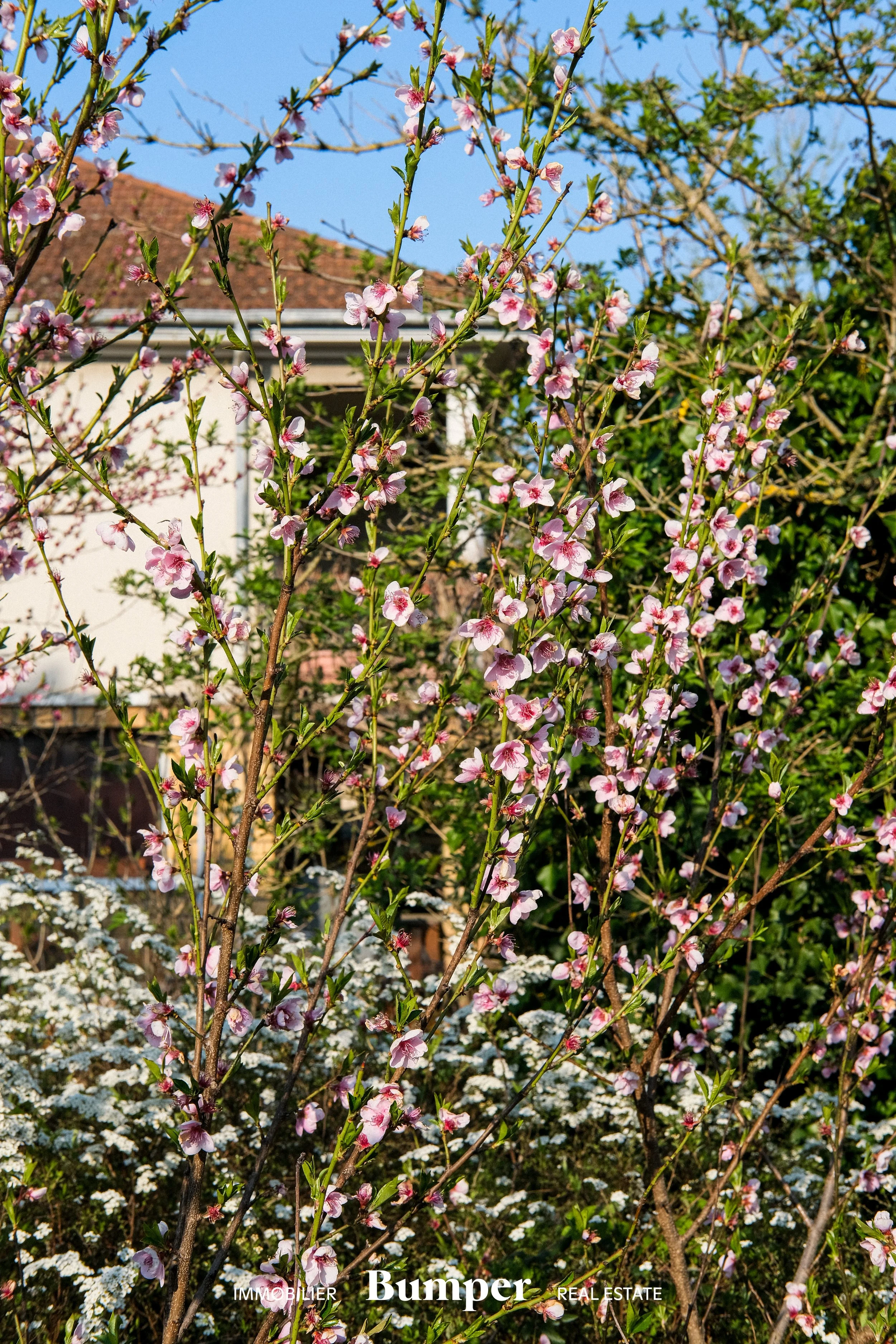 DSCF0349-1.jpg