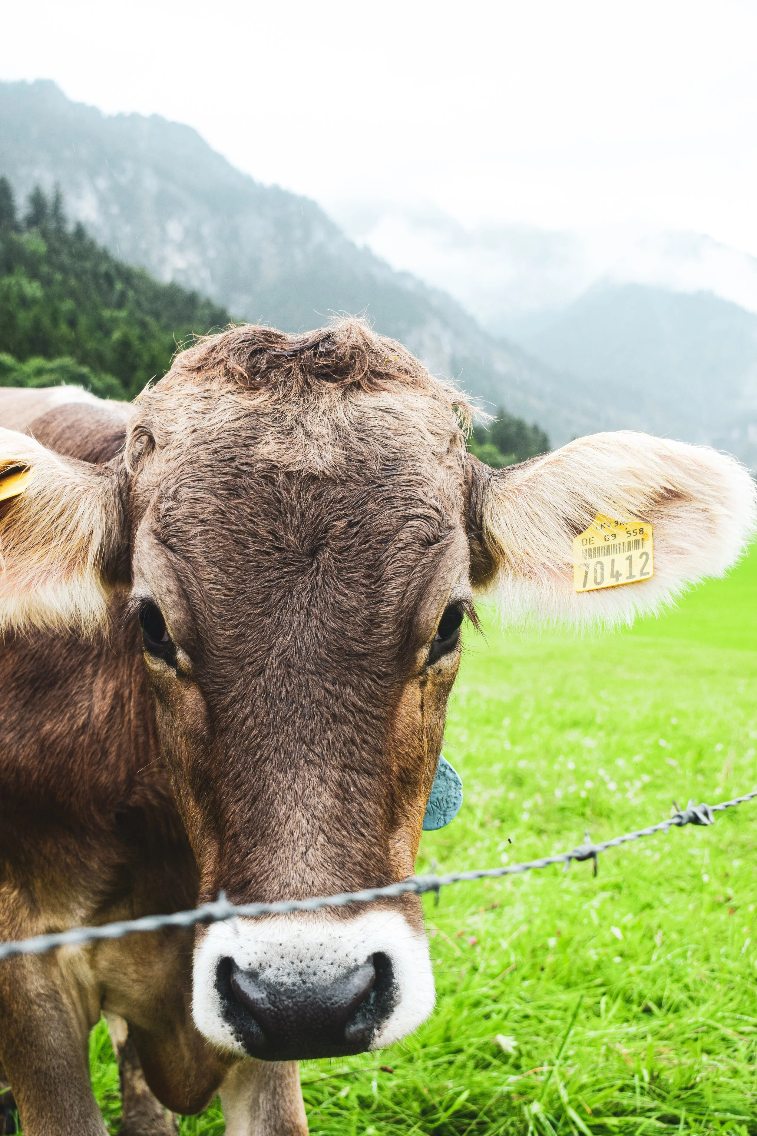 Kuh.jpg