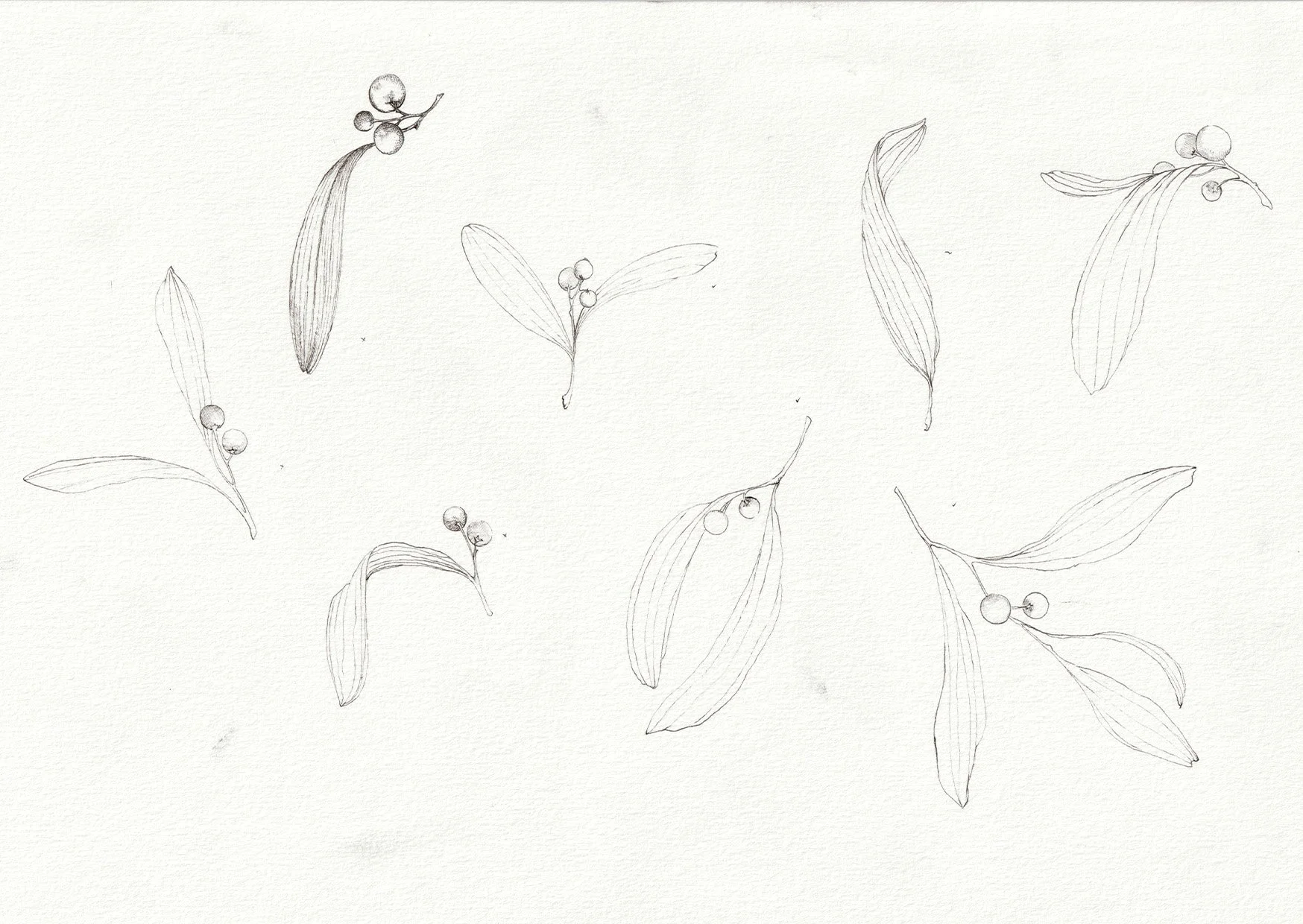 Sketch of several sprigs of holly leaves and berries on a light background.