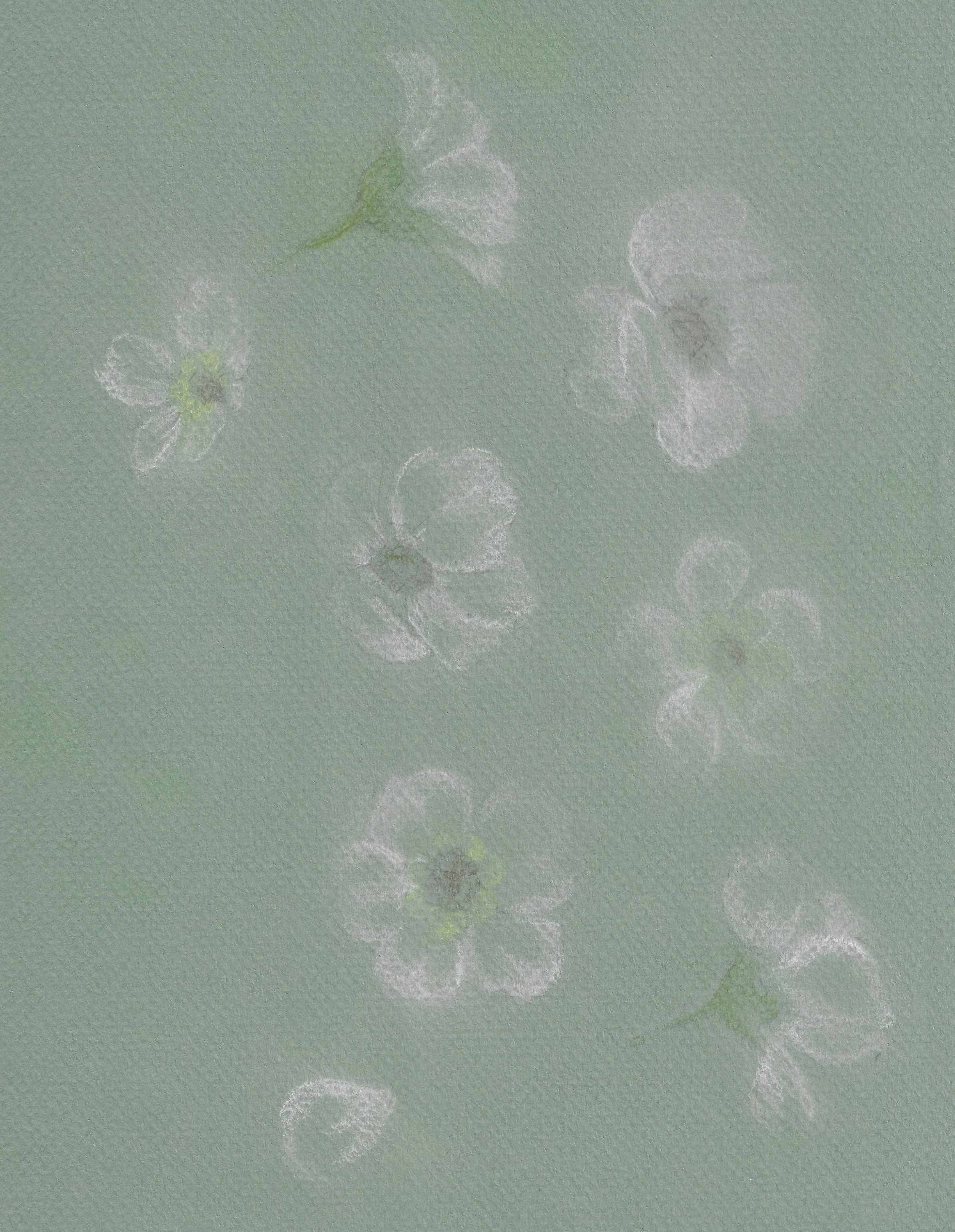 Delicate white flowers with transparent petals on a textured, light green background.