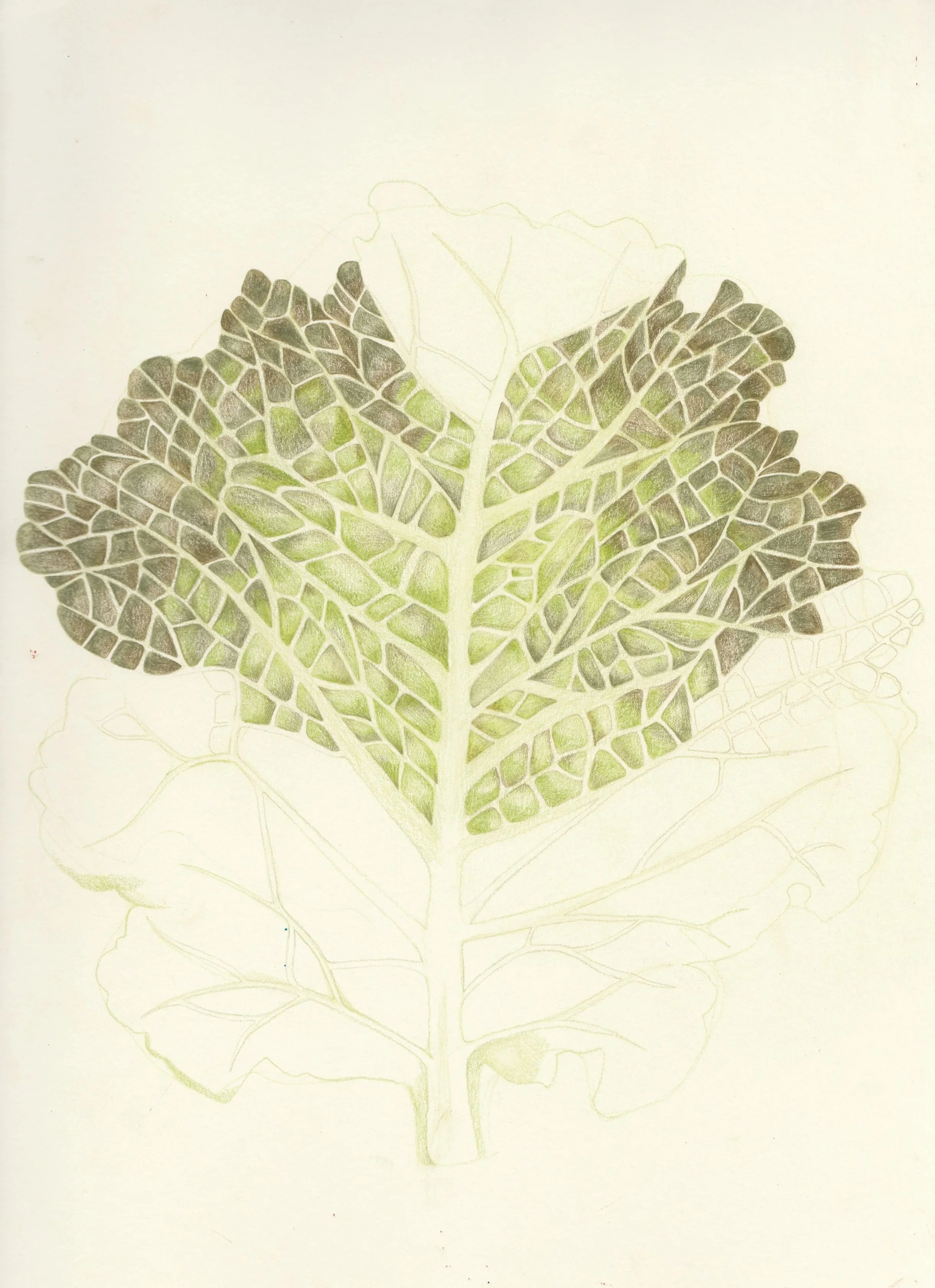 Detailed drawing of a leaf with intricate vein patterns and varying shades of green and brown.