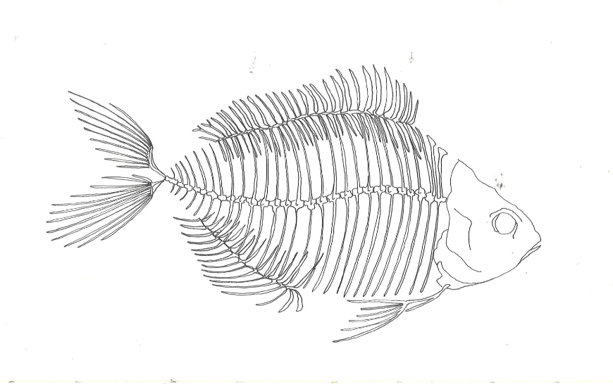 Line drawing of a fish skeleton with detailed fin and skull outline.