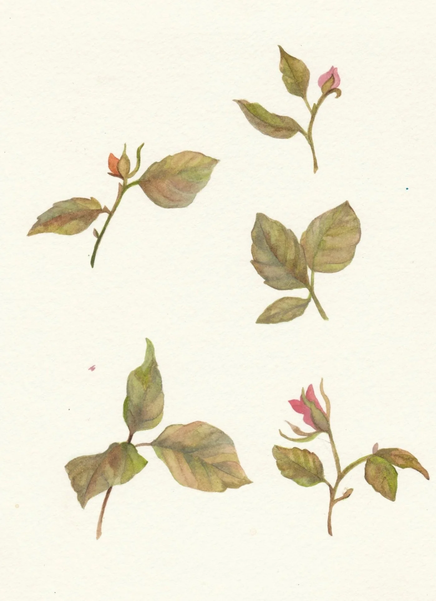 Watercolor painting of five small rose plant sprigs with leaves and buds on a white background.