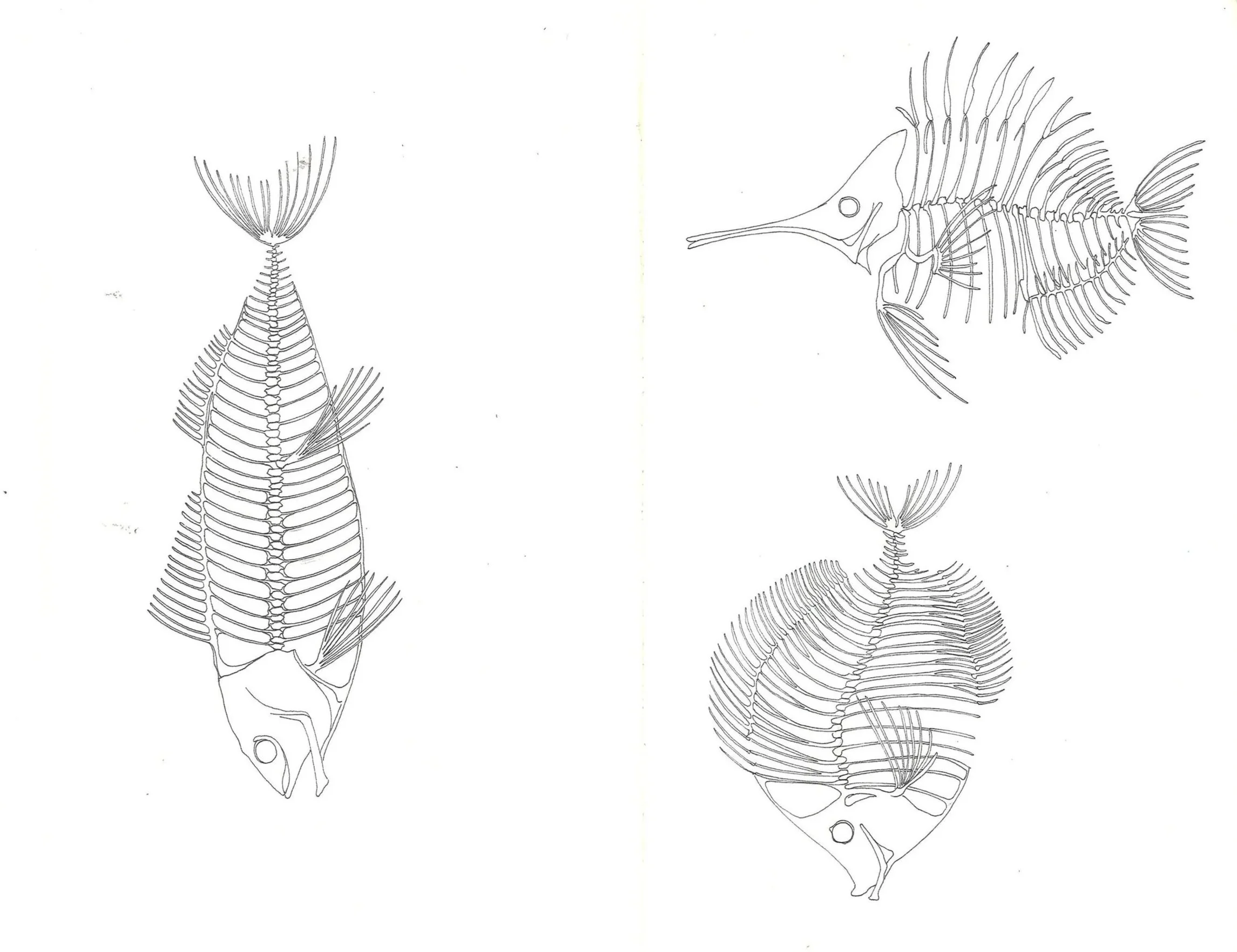 Line drawings of three different fish skeletons, each with detailed bones and fins, arranged on a white background.