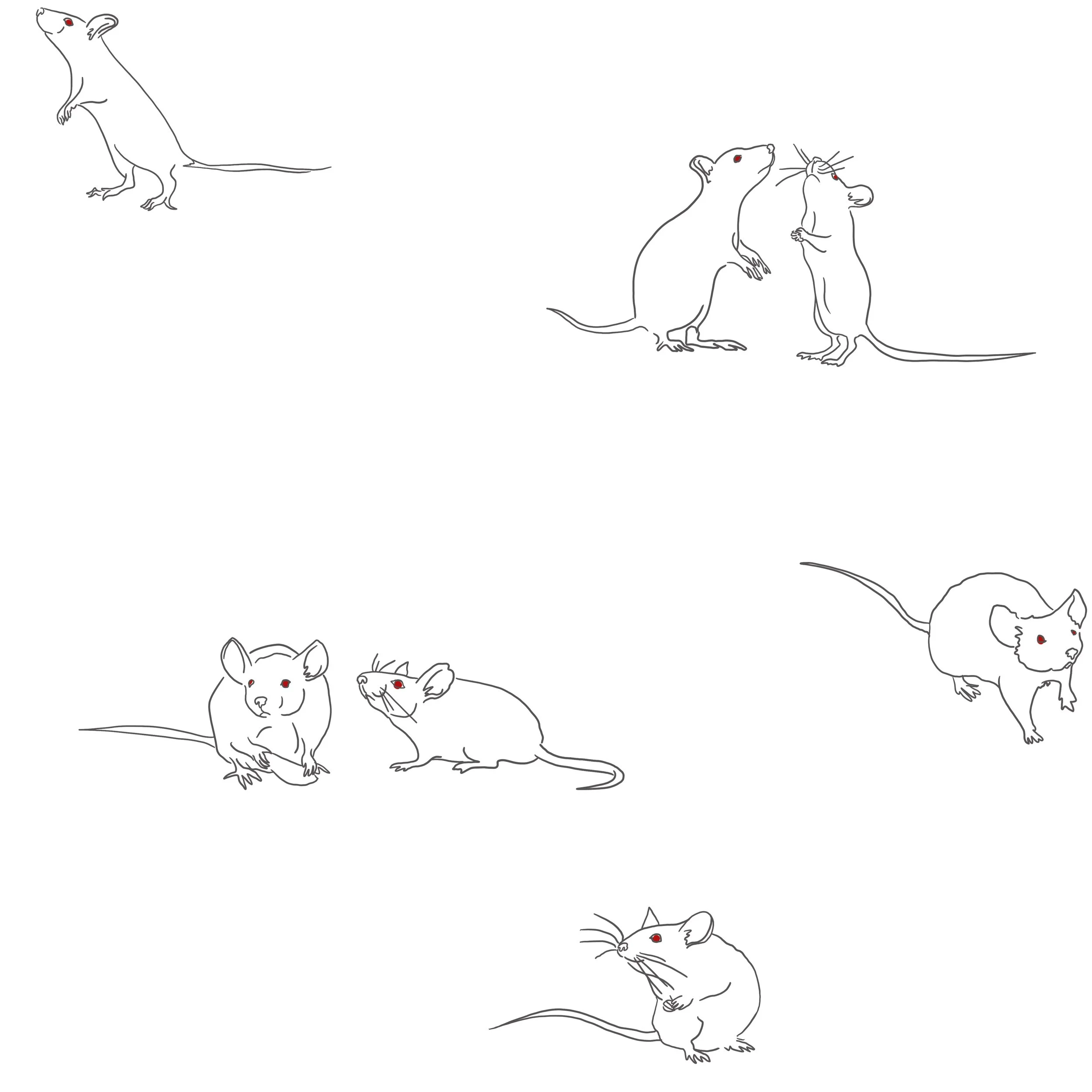 Line drawings of mice in various poses, some standing on hind legs, some sitting, with details like whiskers and ears, against a plain background.