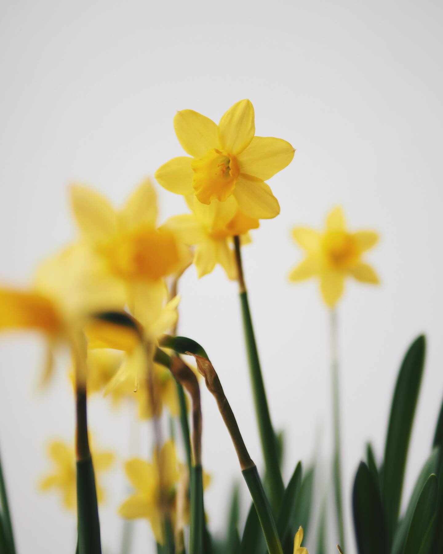 Happy Easter weekend 🐣 Today we are still open. Tomorrow and Monday both locations will be closed so we can recharge and spend quality time with our loved ones.  Make sure to visit Sonja &amp; Merel at our Utrecht shop today to get yourself proper E