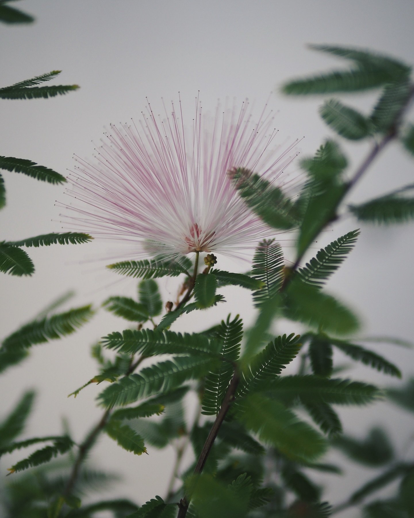 Already seen this Albizia Julibrissin? Find its pink fluff now in Utrecht. We can&rsquo;t get enough of its look! How do you like it? 💕