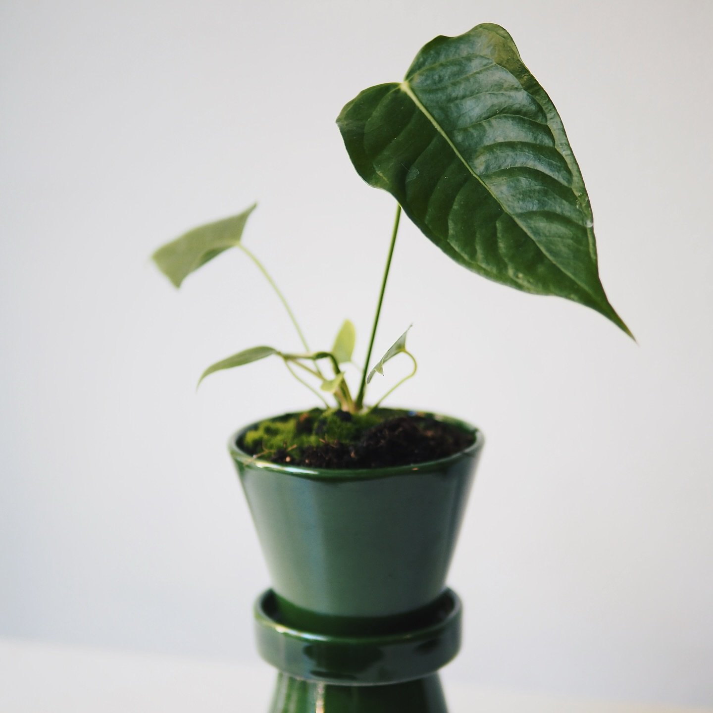 Already seen our Anthurium Veitchii? We finally found them for a fair price. We just have a few available at both Utrecht &amp; Maastricht for &euro;42,- 🌿 Come by to check them out yourself. We love it in combination with this Julie pot @bergspotte