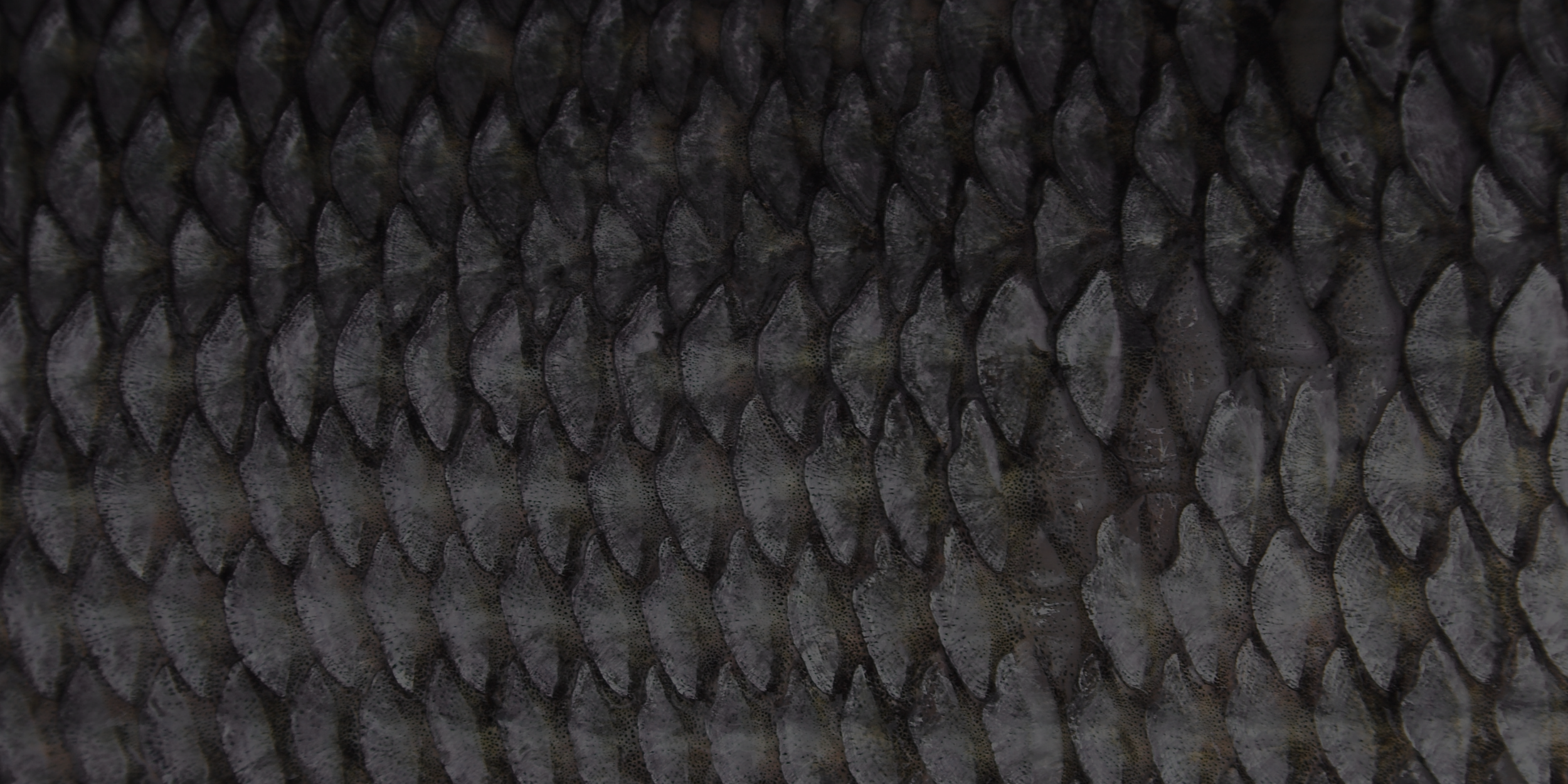 Homepage Video Section Background.png