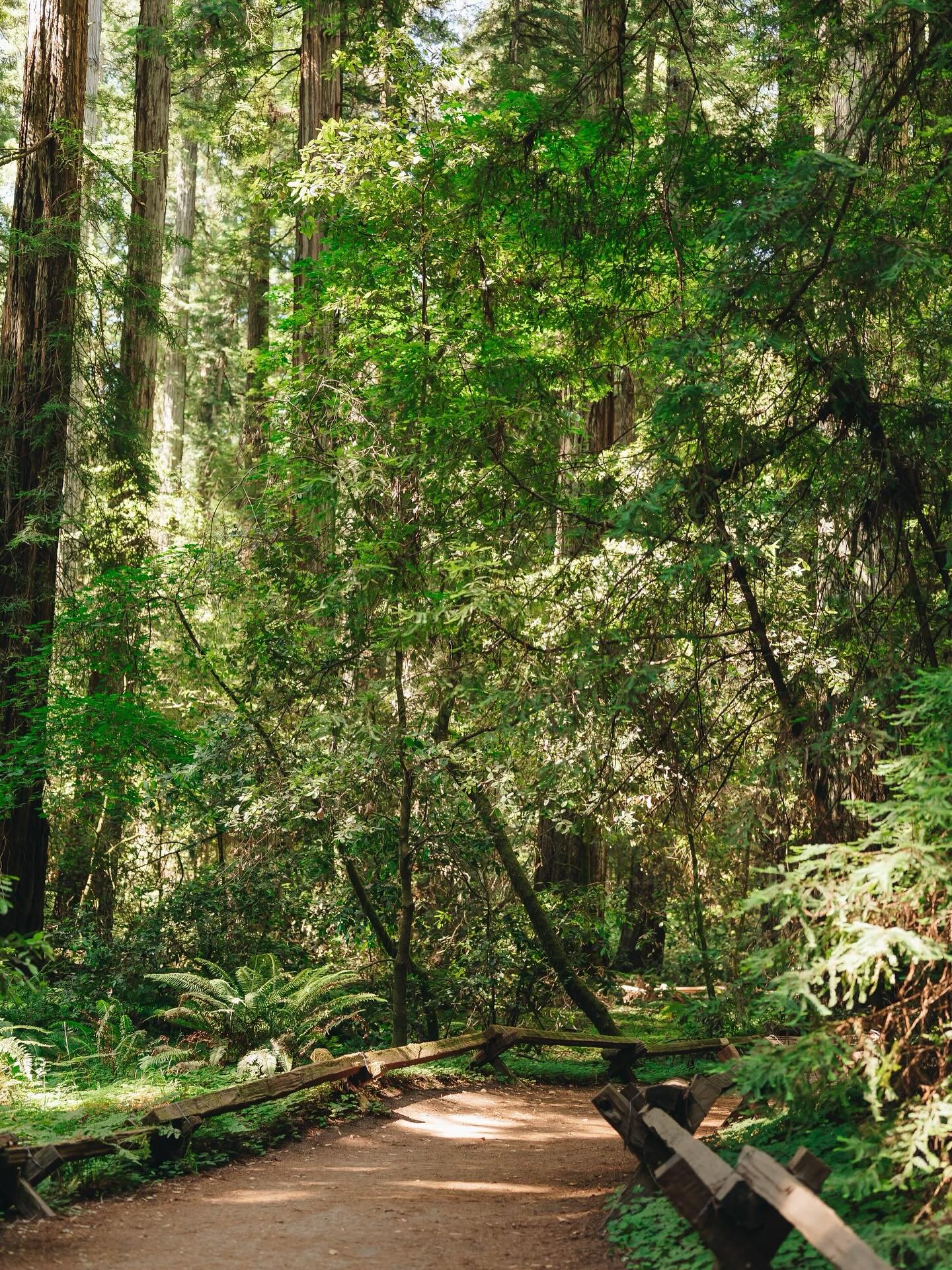 I could spend the whole day in those woods