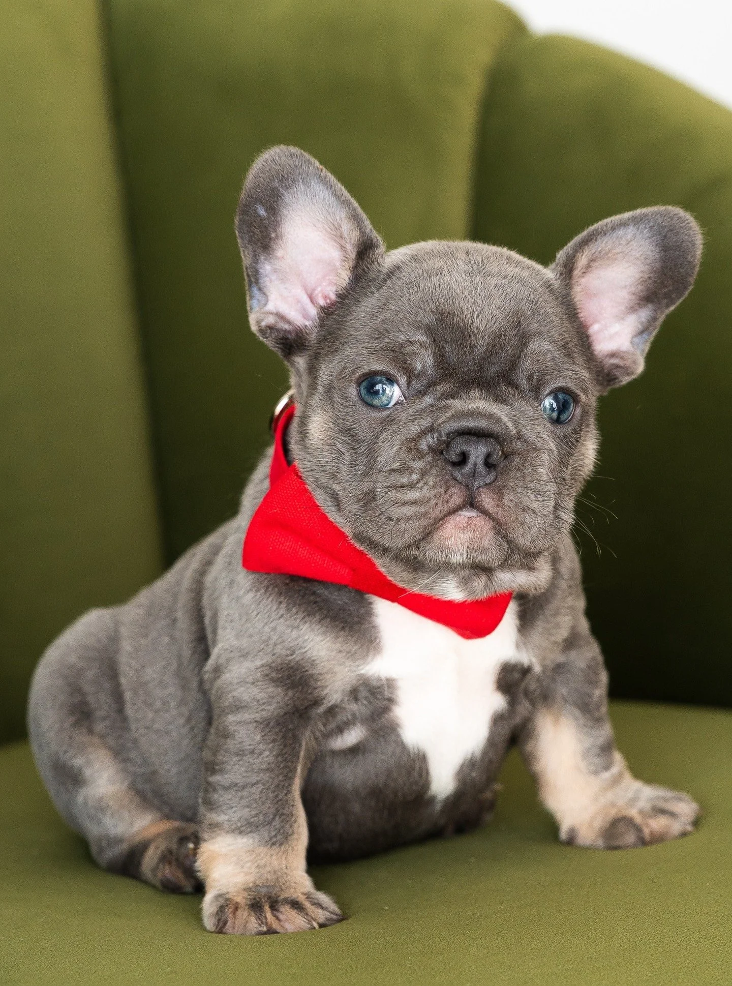 This might just be the cutest thing you see all day! You're welcome! @countryclubfrenchies