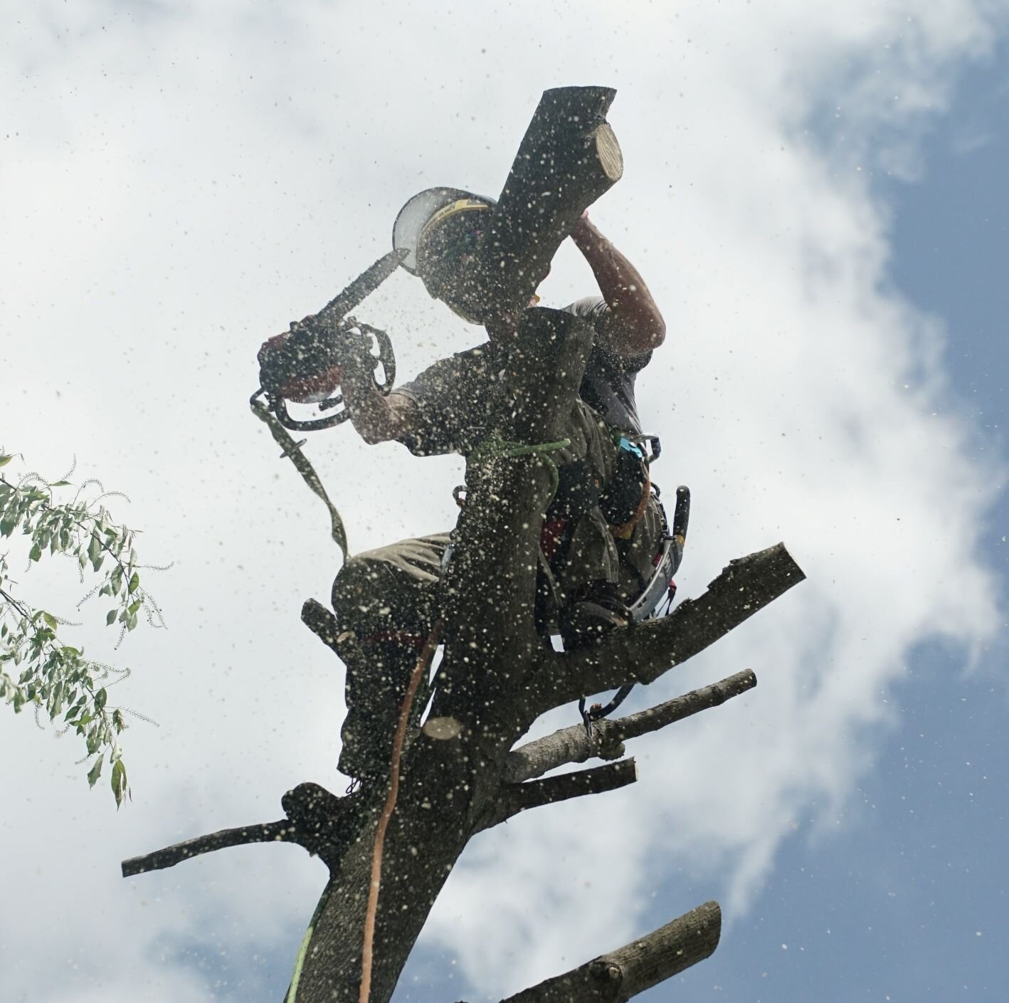 Grand Rapids Tree Cutting and Trimming