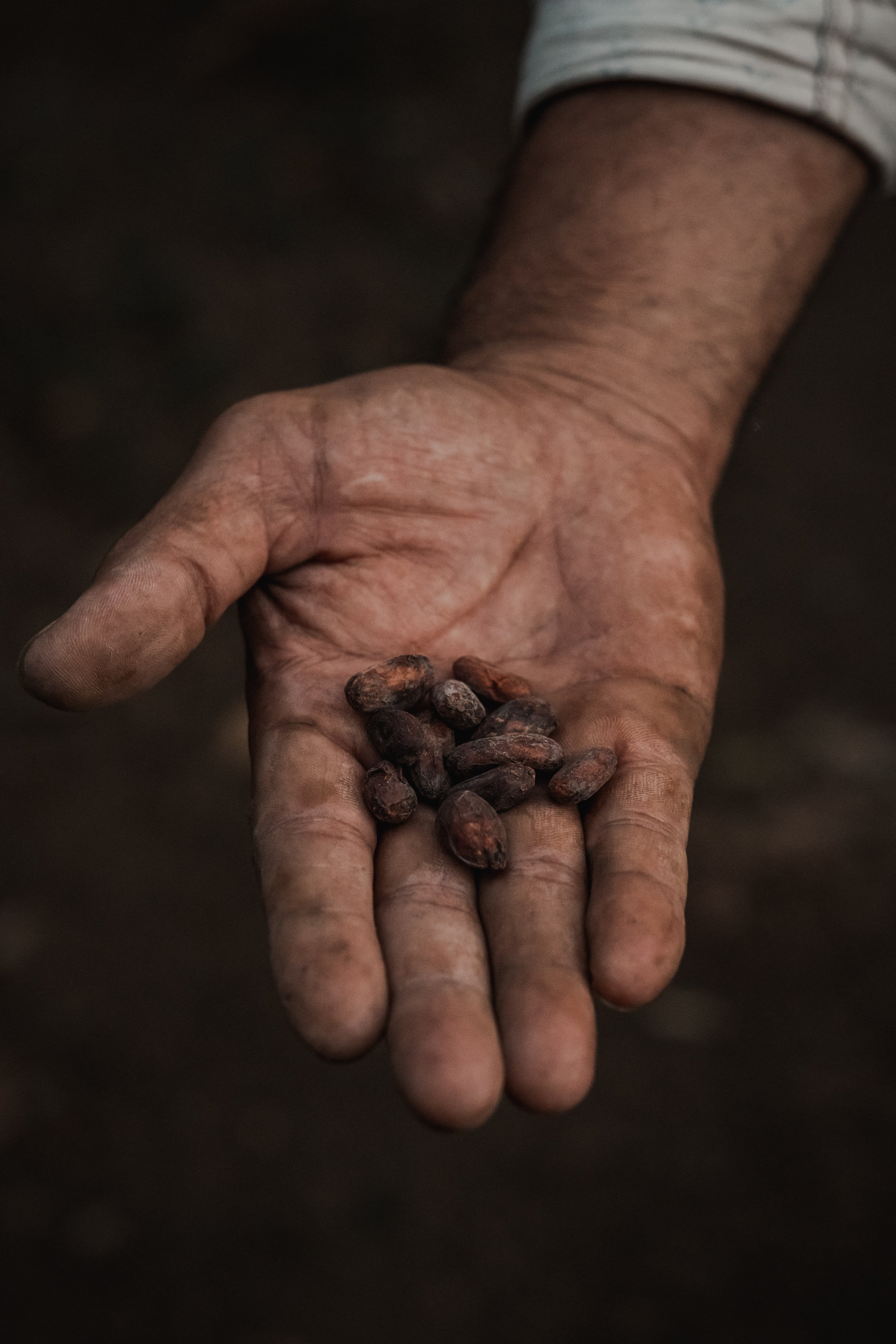 (53)Fundación-DIA_cacao.jpg