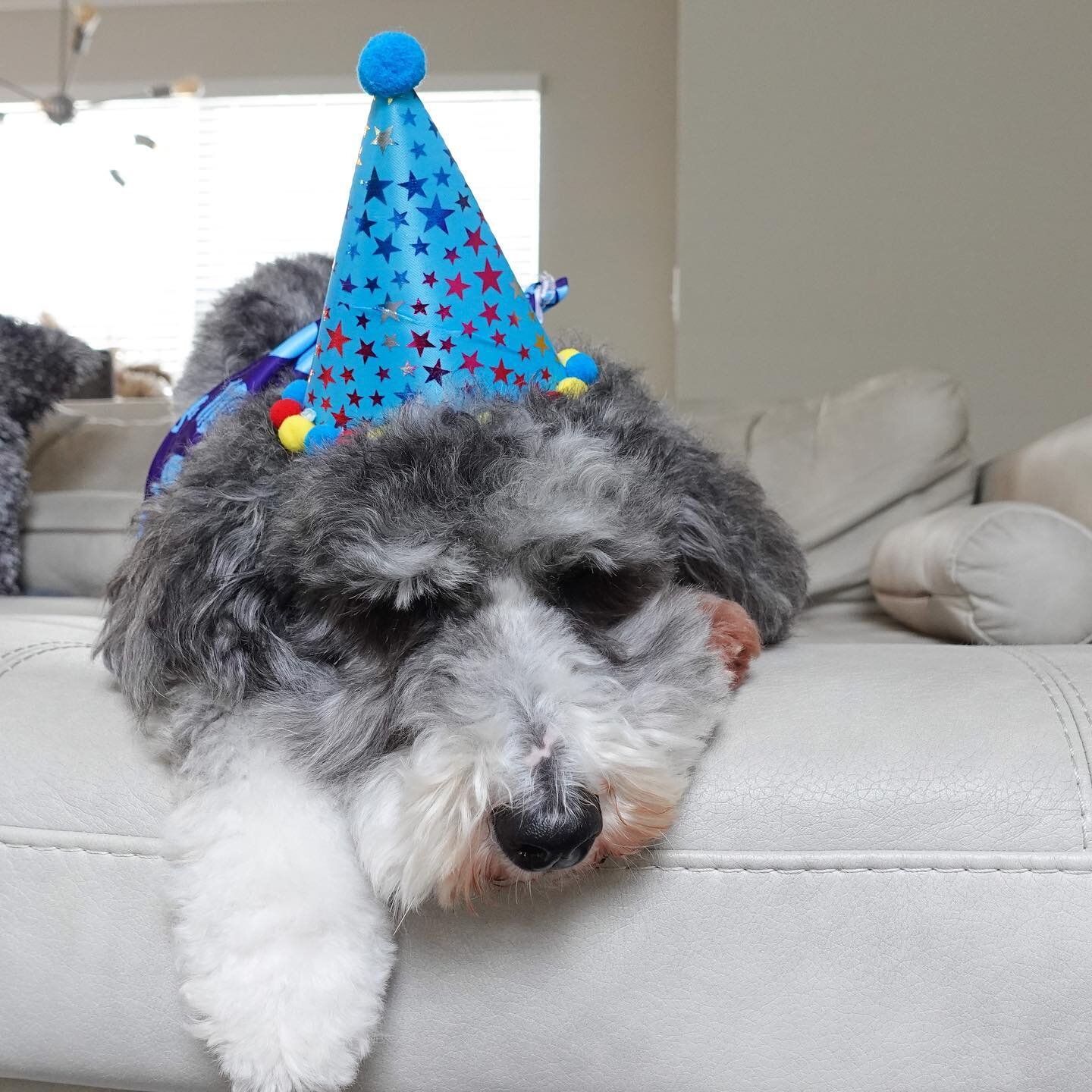 Happy 7th birthday to my favorite boy! Blu Boy, you are such an affectionate and mischievous little companion, I can&rsquo;t imagine this world without you in it. We love you! 💙💙💙
.
.
.
.
#hehateshishat
#doodlesofinstagram
#aussiedoodle
#doodlegan