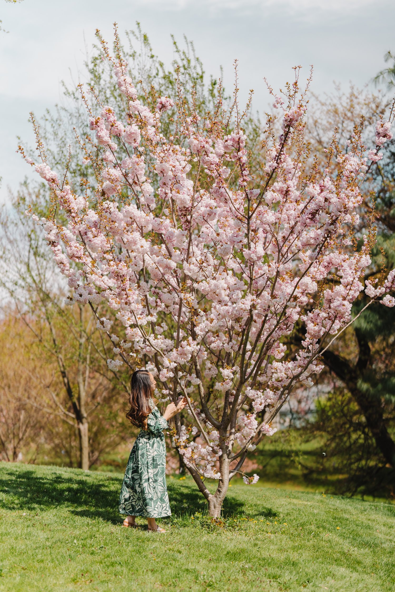 Seeing the Spring Cherry Blossoms // New York Botanical Garden — Janice ...