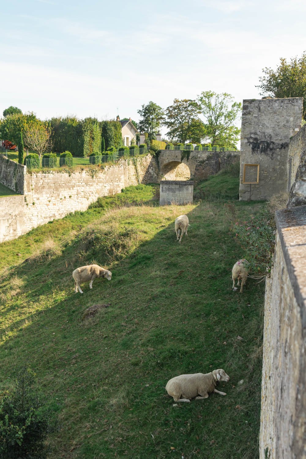 Château Royal d'Amboise - sheep.jpg